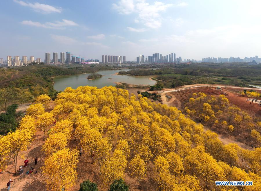 View of tabebuia chrysantha blossoms at Qingxiu Mountain scenic area in Guangxi