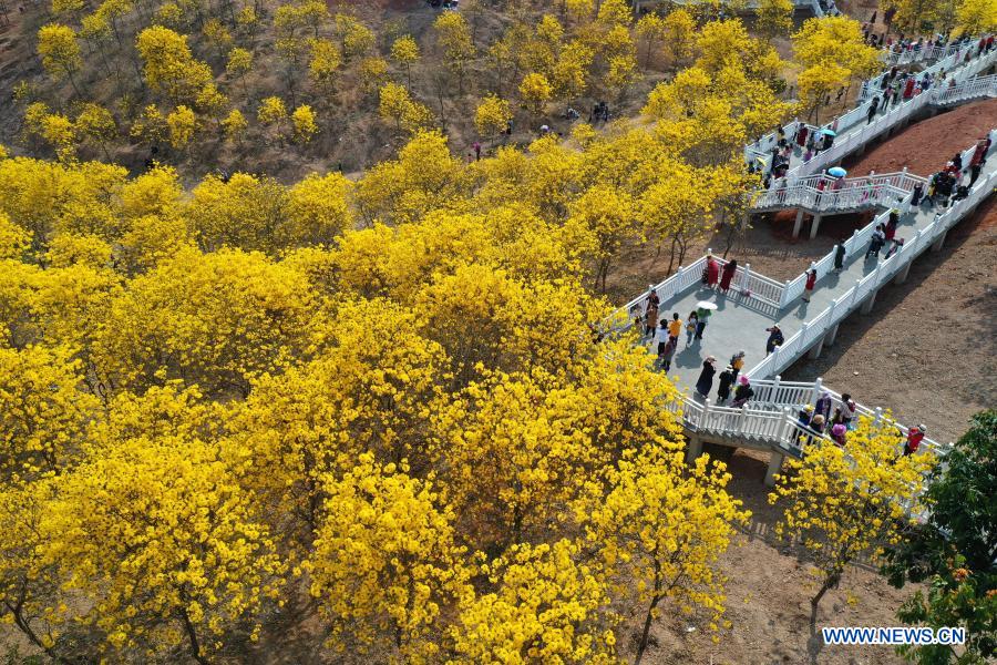 View of tabebuia chrysantha blossoms at Qingxiu Mountain scenic area in Guangxi