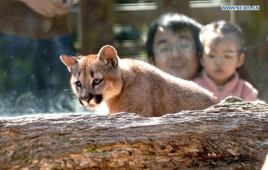 Shanghai Zoo names three puma cubs