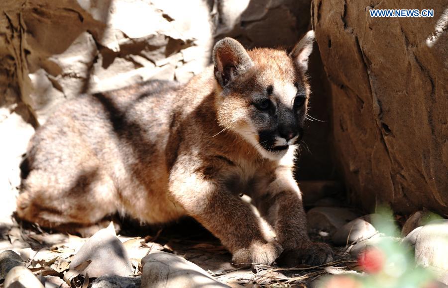 Shanghai Zoo names three puma cubs