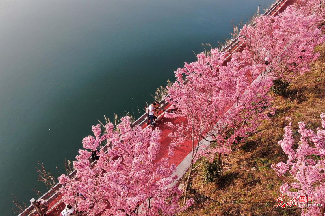 Cherry flowers usher in peak season in SW China's Guizhou