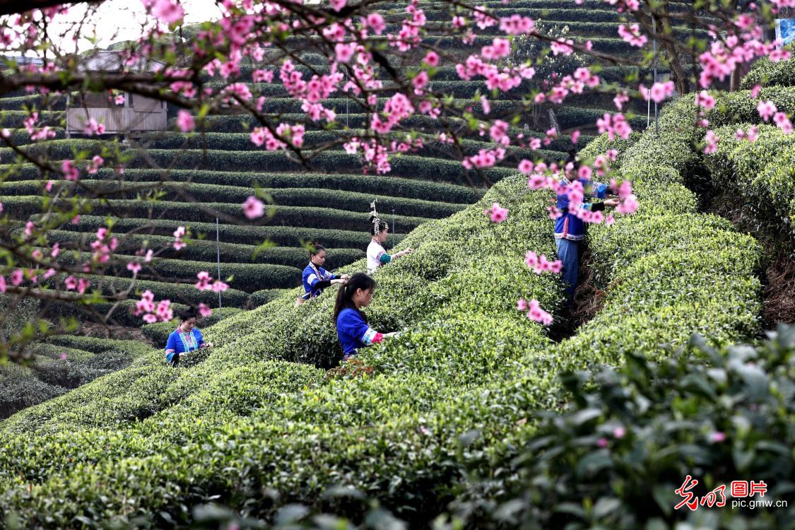 Kam people plucking spring tea in SW China's Guangxi