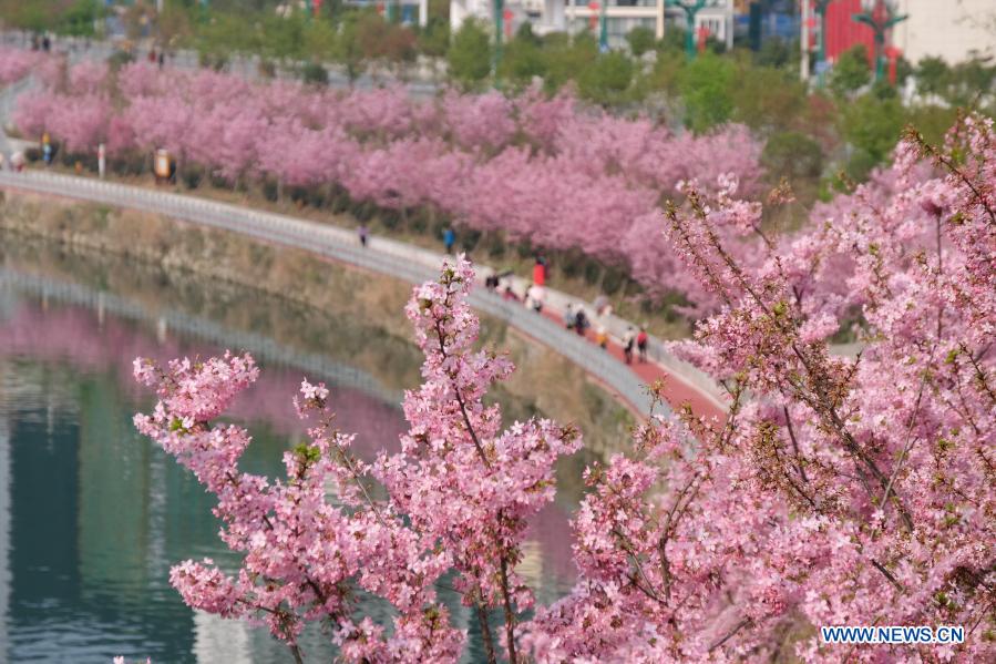 People enjoy cherry blossoms in Guizhou