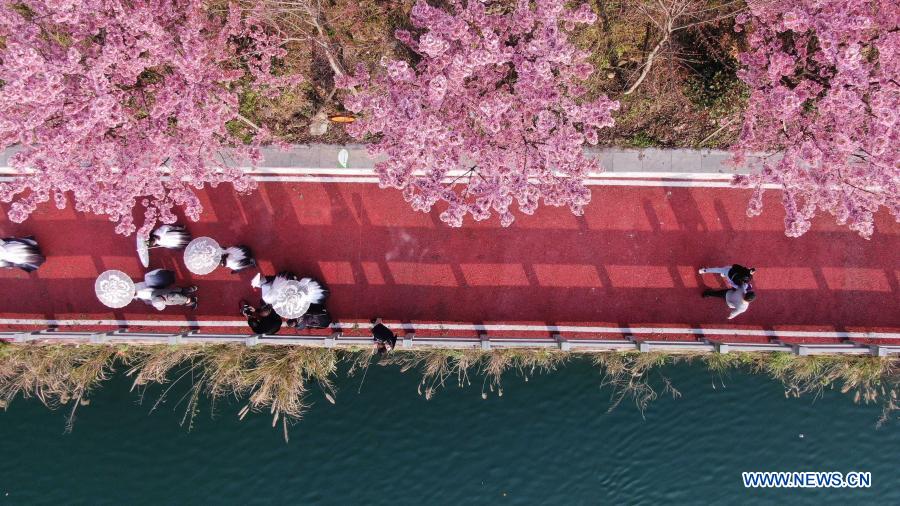 People enjoy cherry blossoms in Guizhou