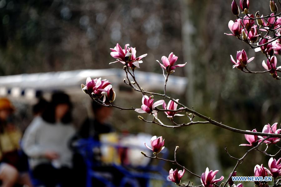 Spring scenery at park in Shanghai