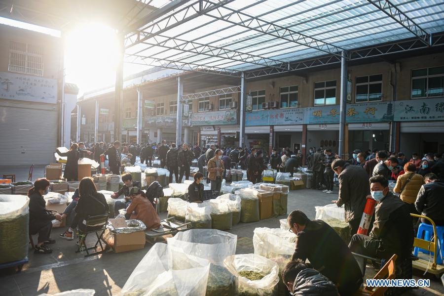 Tea market in Zhejiang sees daily tea trade value of about 20 million yuan