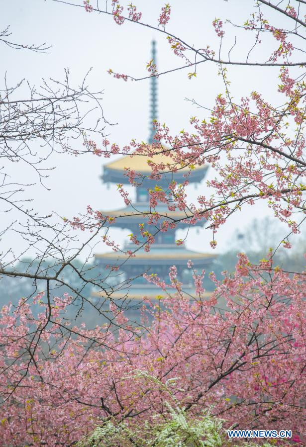 Cheery blossom park in Wuhan opens to public