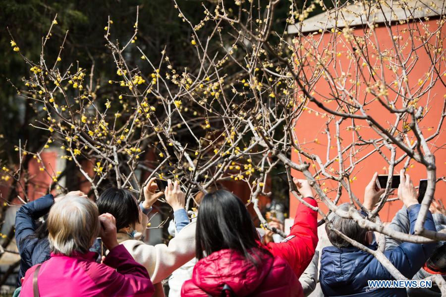 Wintersweet blossoms at Wofo Temple in Beijing