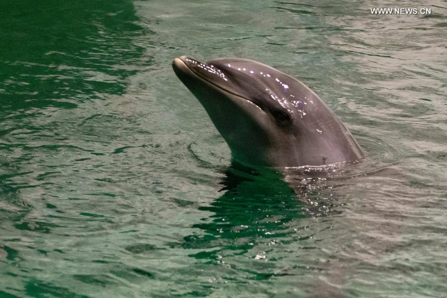 Dolphins adapt to new environment after being transferred to Harbin Polarland