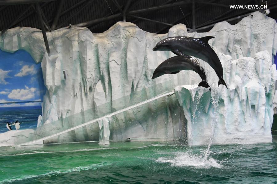 Dolphins adapt to new environment after being transferred to Harbin Polarland