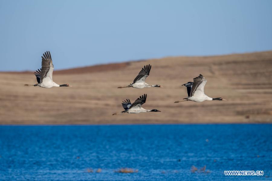 Measures taken to protect habitat of black-necked cranes in Zhaotong, Yunnan