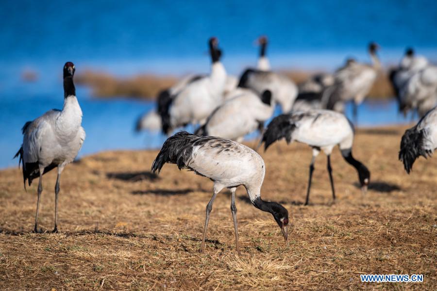Measures taken to protect habitat of black-necked cranes in Zhaotong, Yunnan