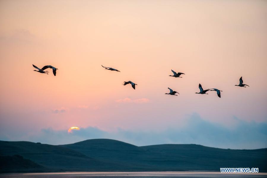 Measures taken to protect habitat of black-necked cranes in Zhaotong, Yunnan