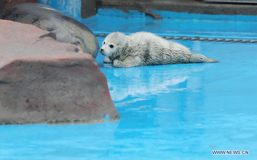 New born seal cub seen at Haichang Ocean Park in Shanghai