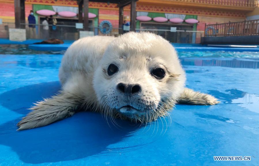 New born seal cub seen at Haichang Ocean Park in Shanghai