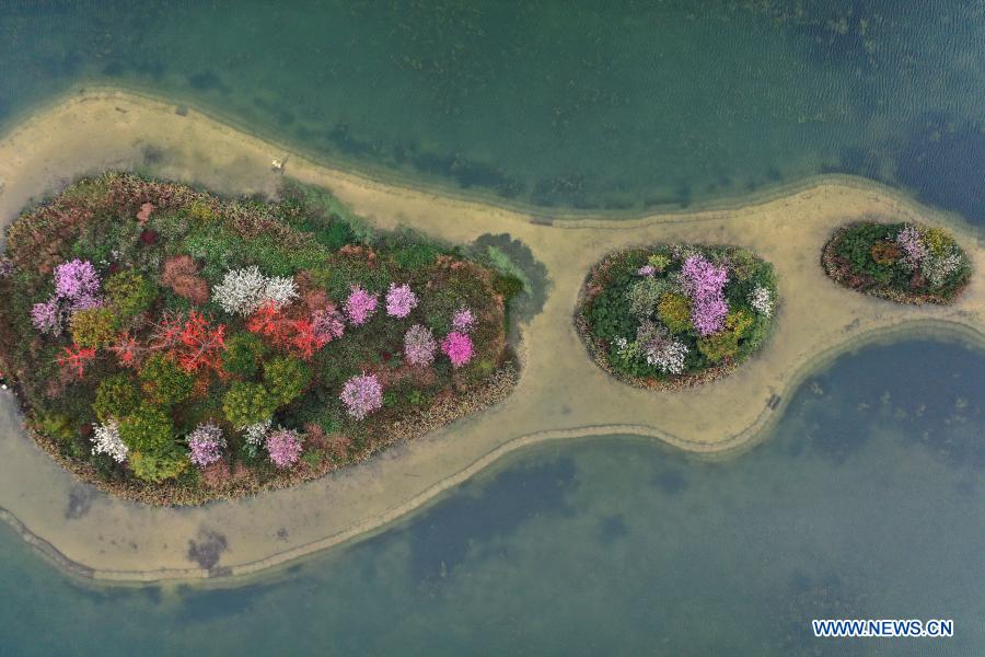 In pics: blooming flowers on small islands in middle of Nanhu Lake in Nanning