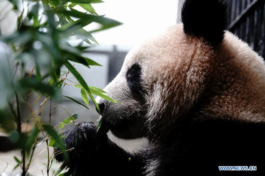 Routine health checks ensure physical health of giant pandas