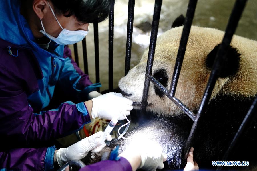 Routine health checks ensure physical health of giant pandas