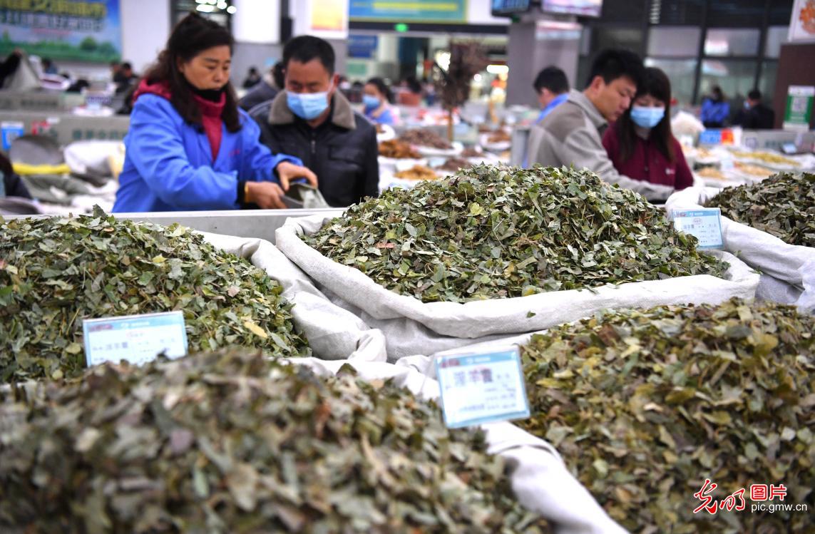 Medical herb market opens in E China's Anhui
