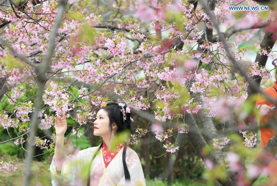 Cherry blossom festival kicks off in Wuhan