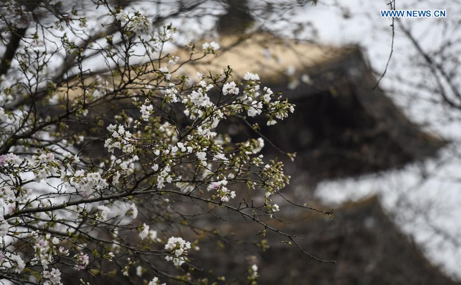 Cherry blossom festival kicks off in Wuhan