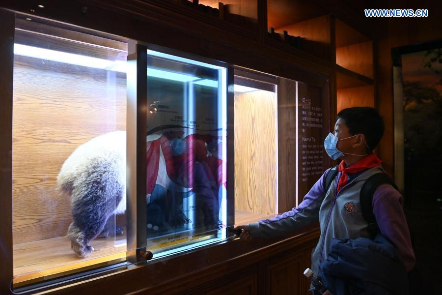 Students visit Chengdu Giant Panda Museum in Chengdu