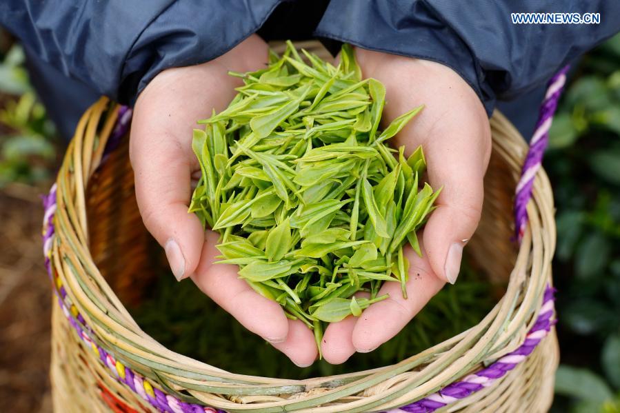 Farmers pick tea leaves at tea garden in Zhejiang