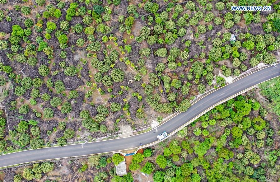 Beekeeper inspects beehive among litchi flowers in Hainan