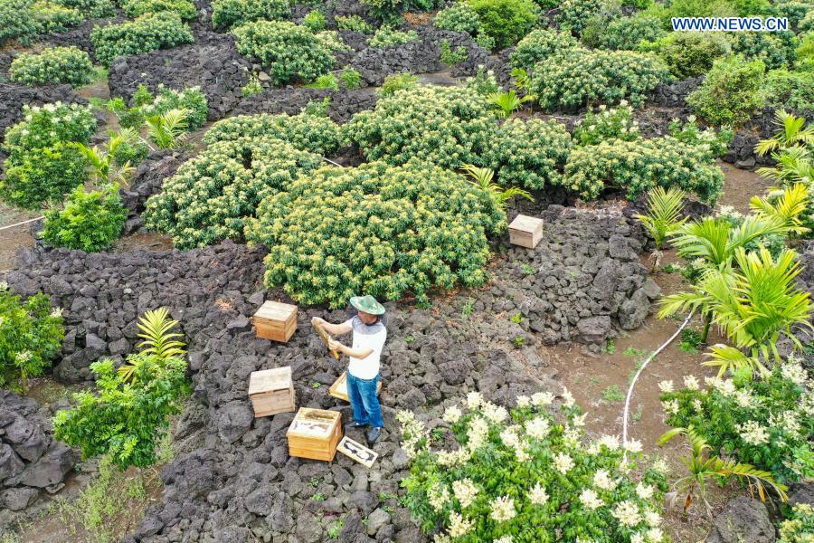 Beekeeper inspects beehive among litchi flowers in Hainan