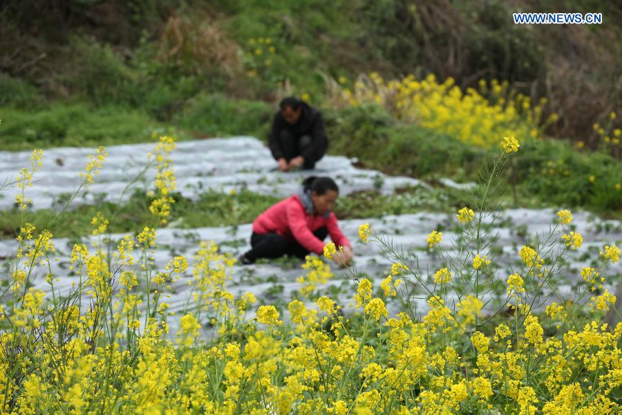 Farmers busy farming in fields across China