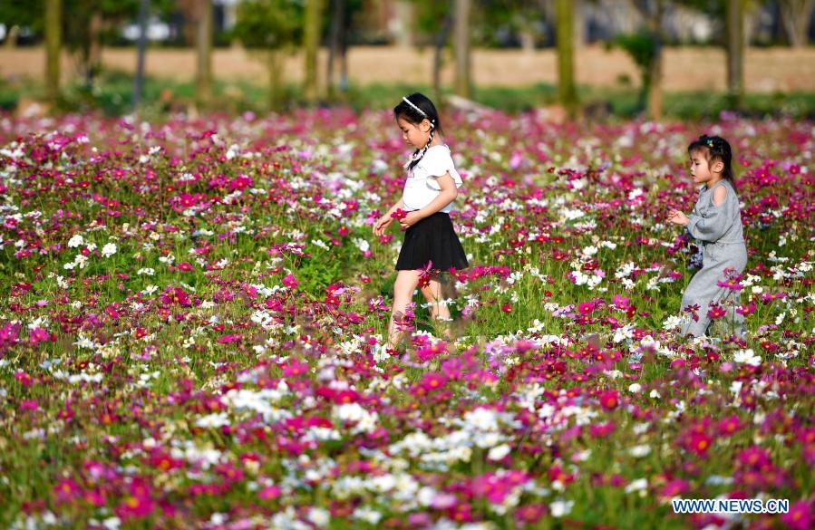 People take photos amid blooming flowers in Haikou, south China's Hainan