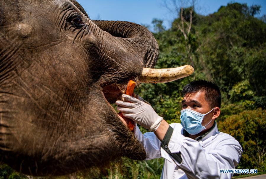 In pics: Asian elephants in Yunnan