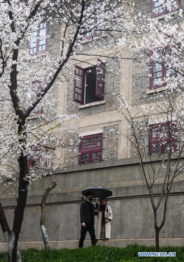 View of cherry blossoms in Wuhan