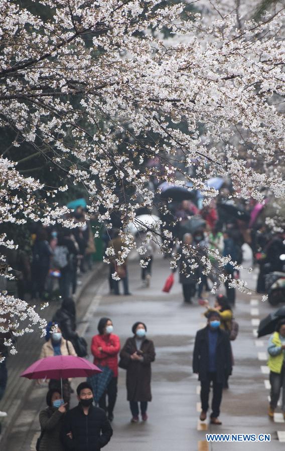 View of cherry blossoms in Wuhan