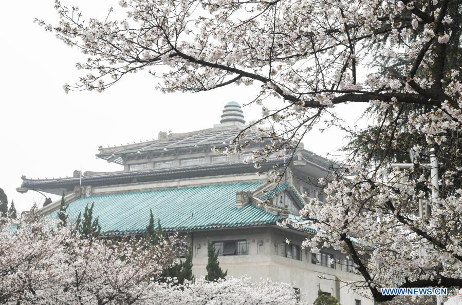 View of cherry blossoms in Wuhan