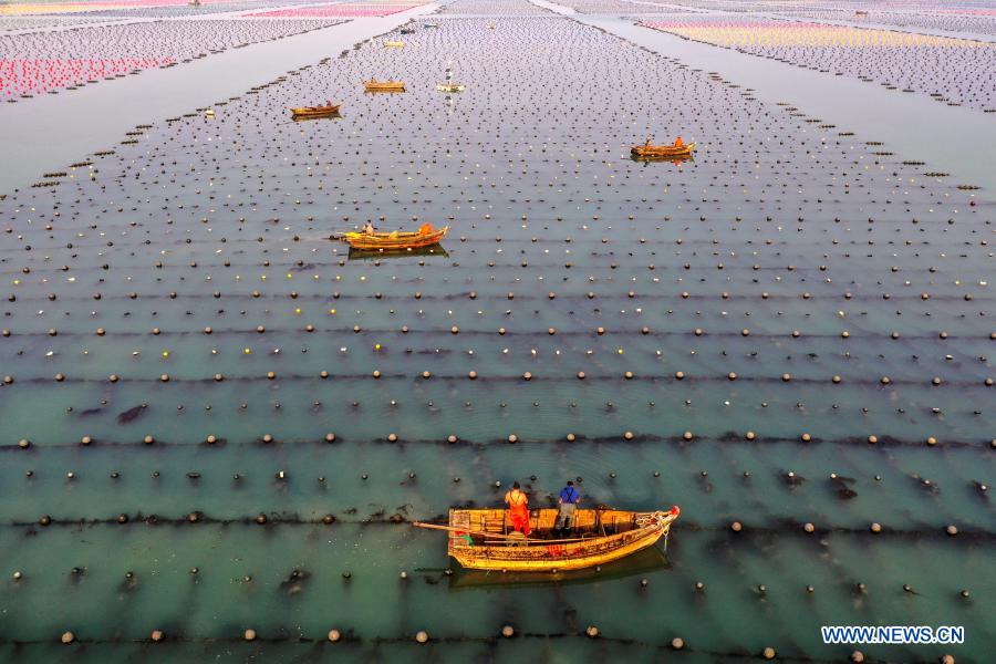 Fishermen row boats to mariculture zone as local aquatic products enter growing season in E China