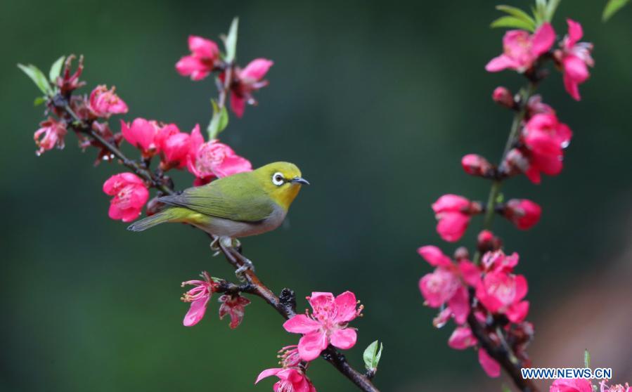 In pics: birds across China