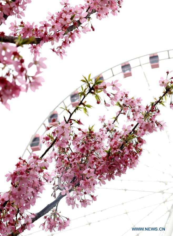 2021 Shanghai Cherry Blossom Festival kicks off