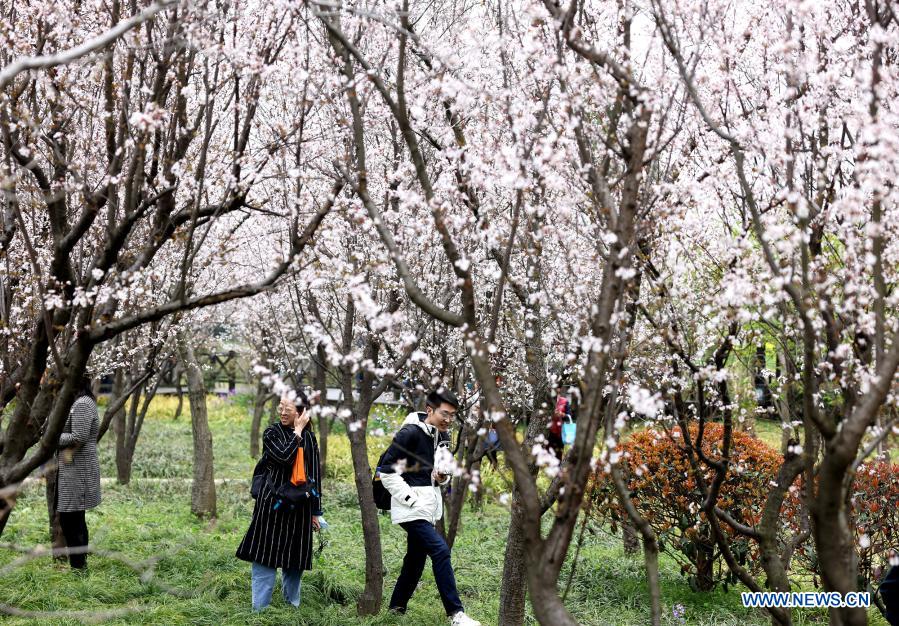 2021 Shanghai Cherry Blossom Festival kicks off