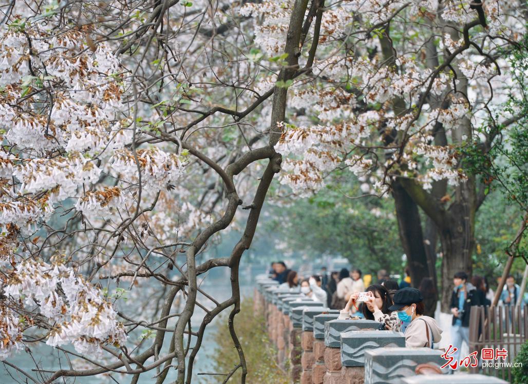 【光明图刊】春暖·花开