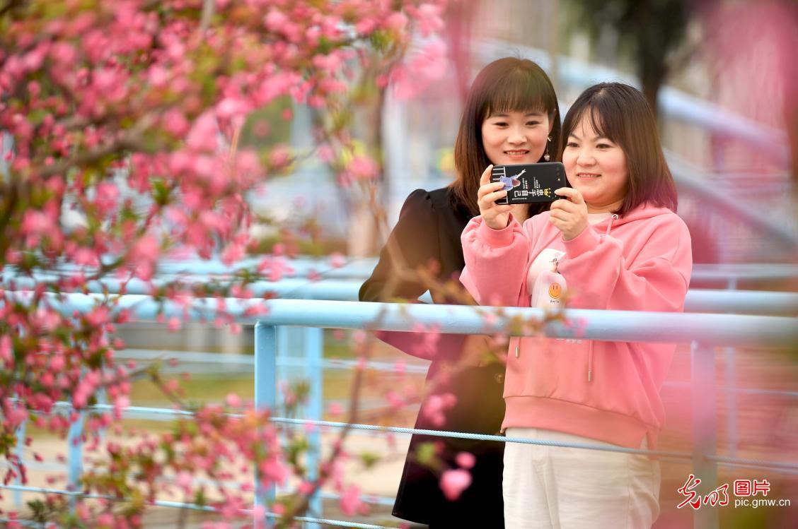 【光明图刊】春暖·花开