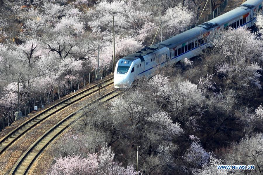 Suburban train runs amid blooming flowers near Juyongguan section of Great Wall