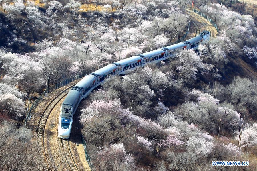 Suburban train runs amid blooming flowers near Juyongguan section of Great Wall