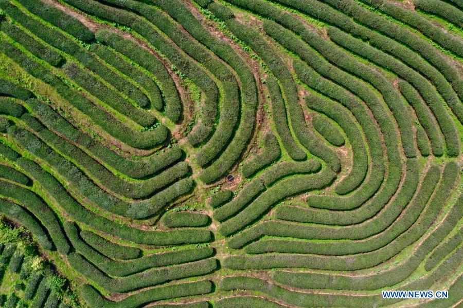 Aerial view of tea farm in Wuyishan, Fujian