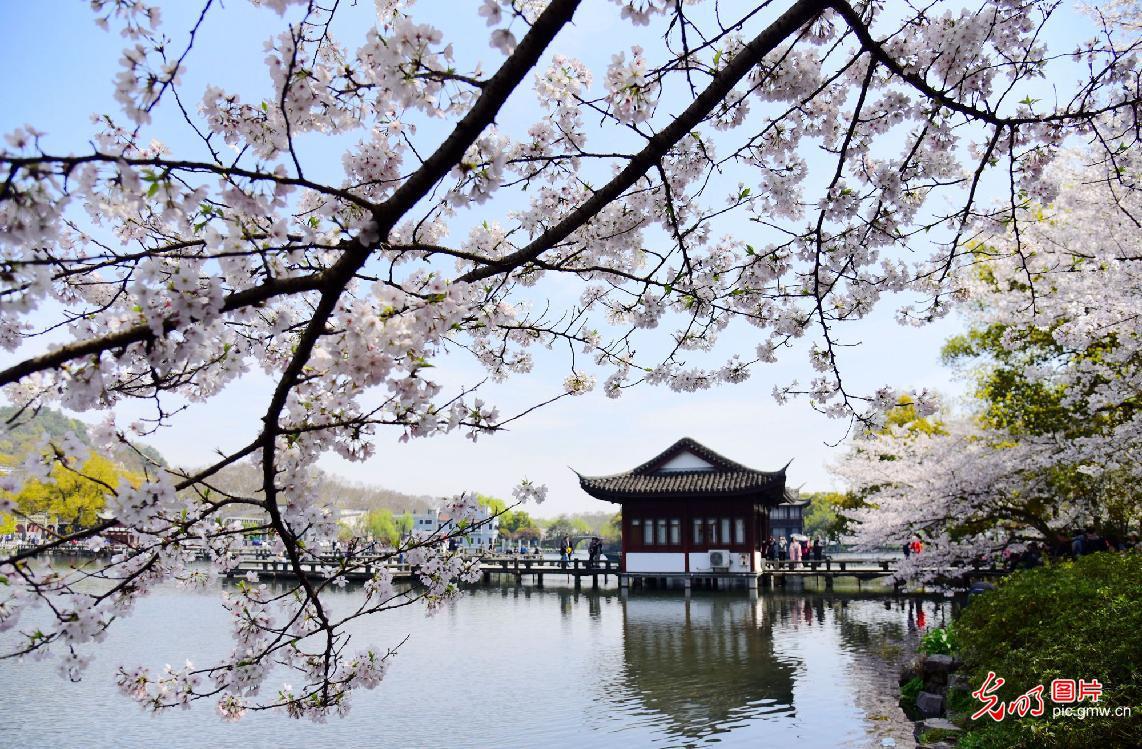 Cherry blossom in full bloom at Quyuanfenghe Park in Hangzhou, E China ...