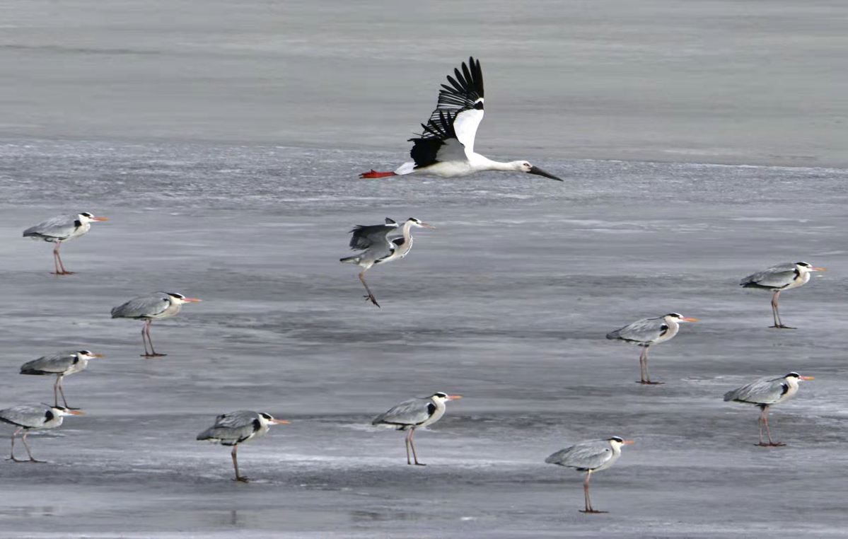 In Heilongjiang, migratory birds create spectacle
