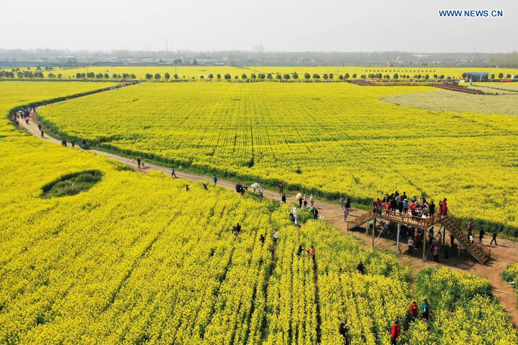 People enjoy view of cole flowers in Henan