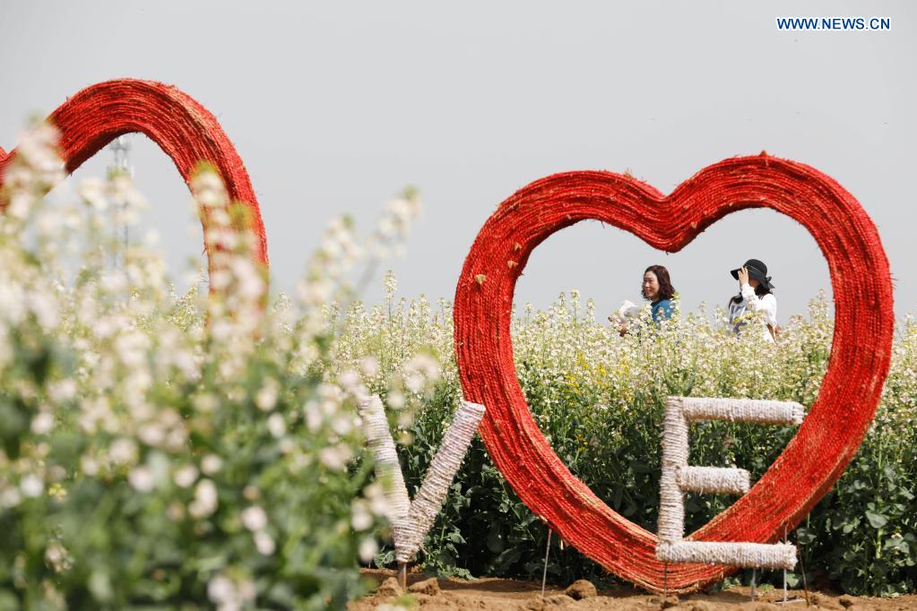 People enjoy view of cole flowers in Henan