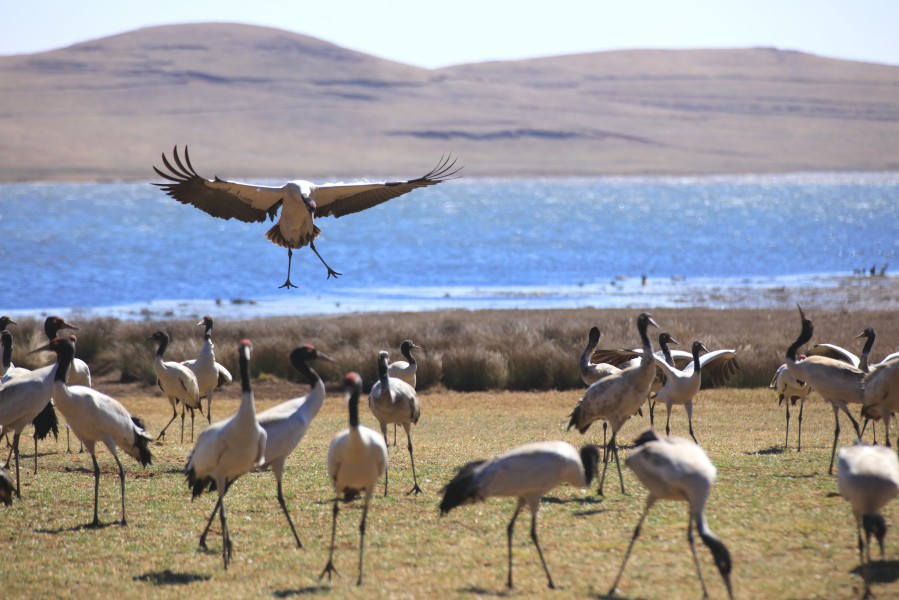 Protected black-necked crane population growing
