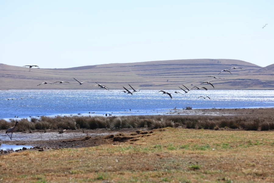Protected black-necked crane population growing